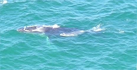 whale