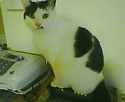 bb