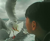 kamome2