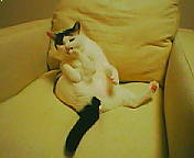 ringsofa2
