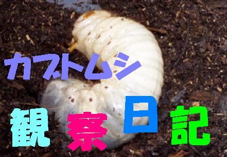 カブトムシ『観察日記』