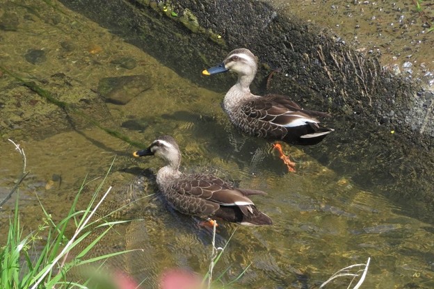 カルガモ♂♀_0159