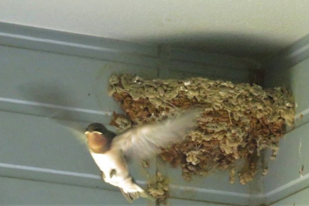 ツバメ巣立ち_0777