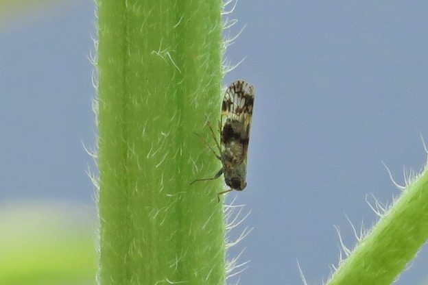 ヒシウンカの１種_1478