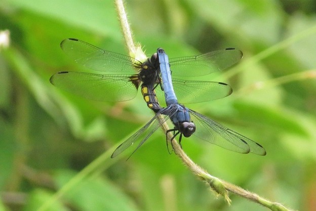 オオシオカラトンボ合体_2126