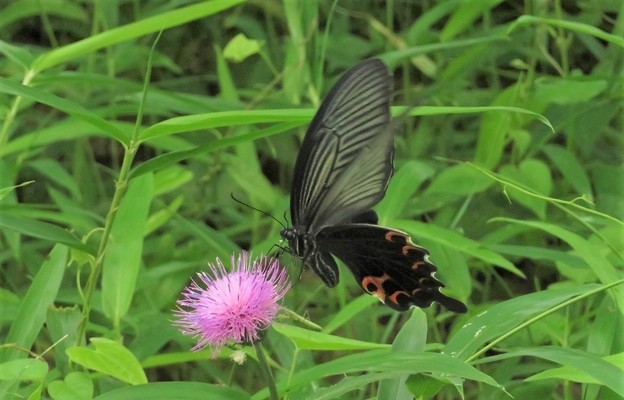 オナガアゲハ_2076