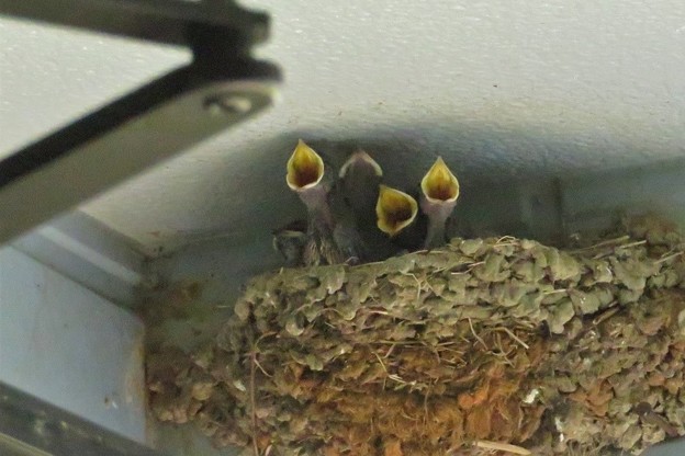 ツバメ雛達（生後１０日目）_2499