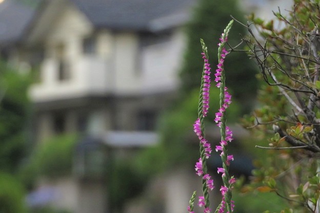 ネジバナ左右巻き_2504