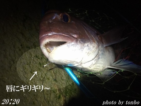 2018.12.13 南房磯釣果-02(真鯛51cm 20;20)