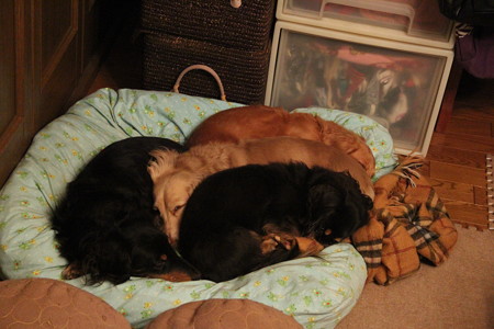 くっついて寝んね