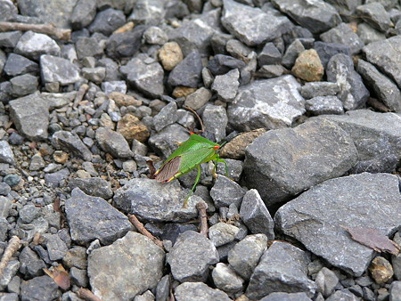 カエルみたいな色のカメムシさん？