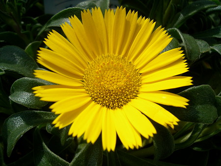 ゴールドコイン・B