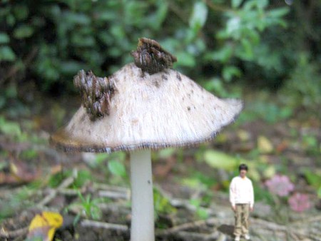 コロボックルすてねこ