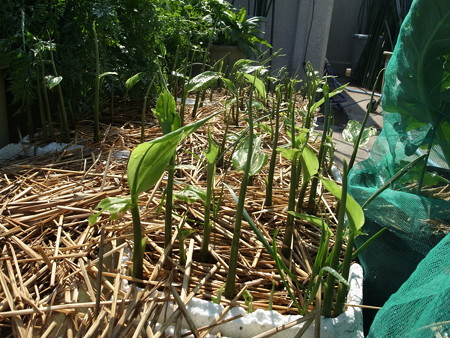 写真: ミョウガ１