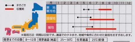 写真: 赤ちりめんしそ 【サカタのタネ】