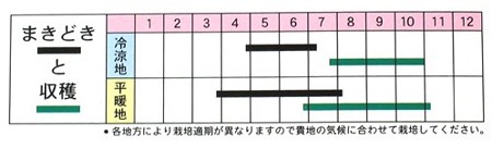 写真: 【青ちりめんしそ】