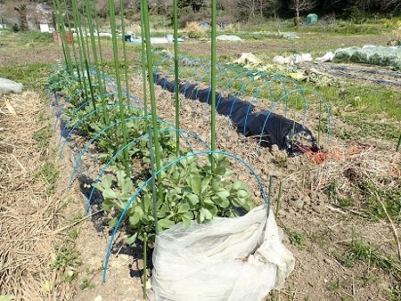 写真: 葉山農園２（縮小）