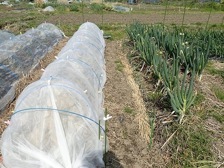 写真: 葉山農園７（縮小）