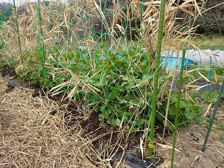 写真: 作業６（縮小）