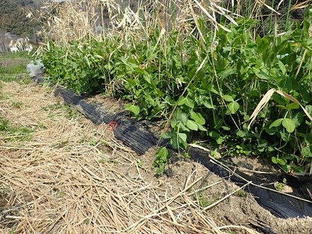 写真: 作業７（縮小）