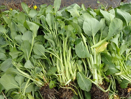 写真: 収穫野菜３