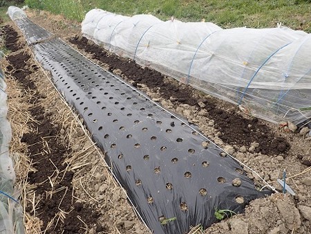 写真: のほほん農園３（縮小）