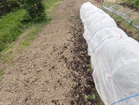 写真: のほほん農園４（縮小）