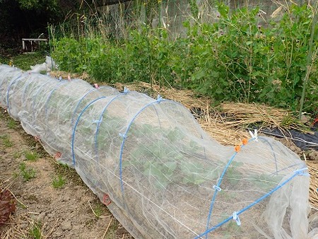 写真: のほほん農園９（縮小）