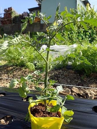 写真: トマト植え付け３（縮小）