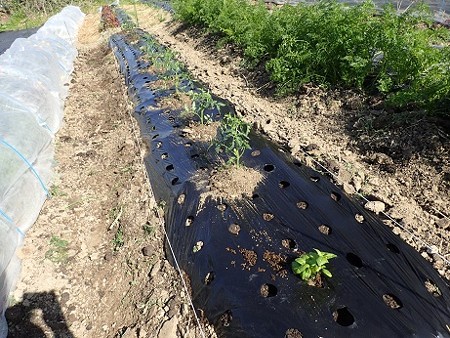 写真: トマト植え付け５（縮小）