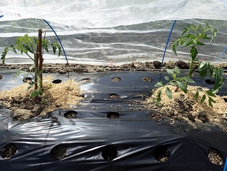 写真: トマト植え付け７（縮小）