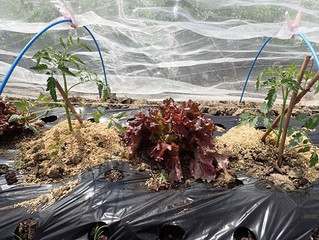 写真: トマト植え付け８（縮小）