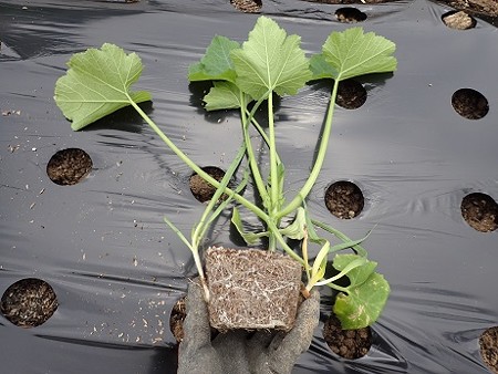 写真: ズッキーニのコンパニオンプランツ２（縮小）