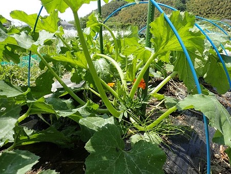 写真: ズッキーニ苗６（縮小）