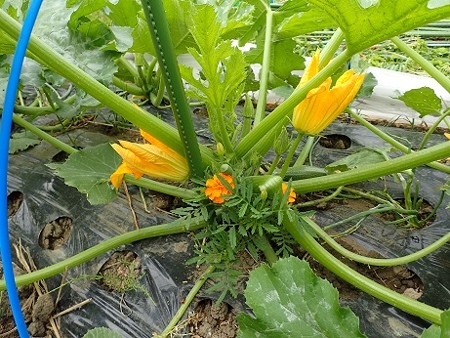 写真: ズッキーニ１（縮小）