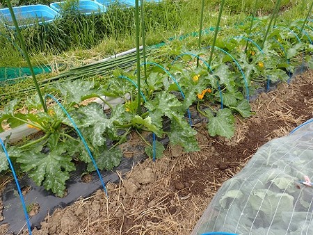 写真: ズッキーニ２（縮小）