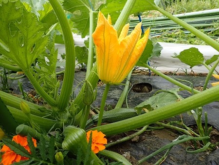 写真: ズッキーニ３（縮小）