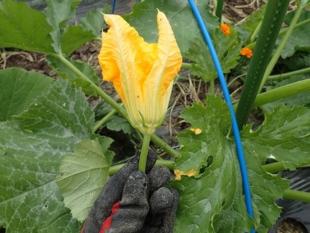 写真: ズッキーニ７（縮小）