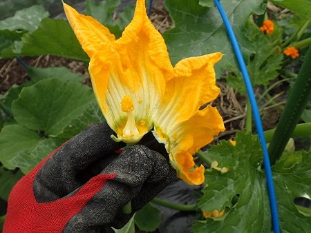 写真: ズッキーニ８（縮小）