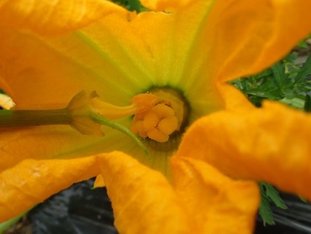 写真: ズッキーニ10（縮小）