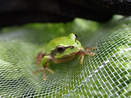 写真: カエル（縮小）