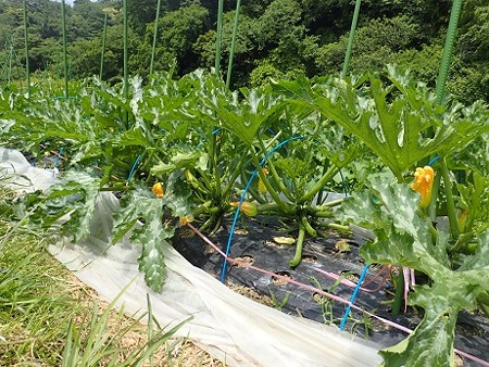 写真: ズッキーニ１（縮小）