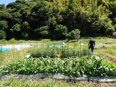 写真: 葉山農園風景２（縮小）