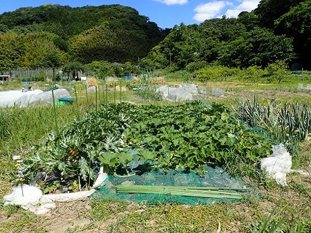 写真: 葉山農園６（縮小）