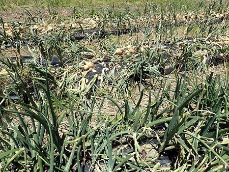 写真: タマネギ（縮小）