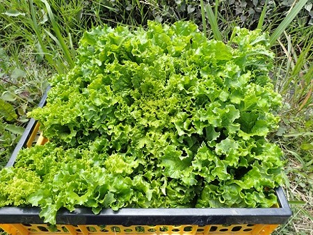 写真: 収穫野菜１（縮小）