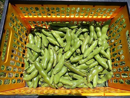 写真: 収穫野菜３（縮小）