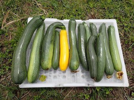 写真: 収穫野菜１（縮小）