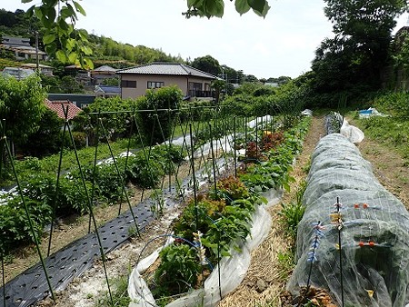 写真: のほほん農園風景１（縮小）