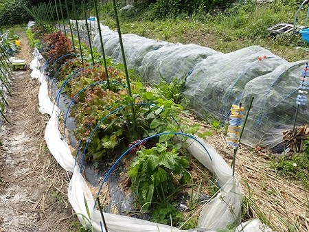 写真: のほほん農園３（縮小）